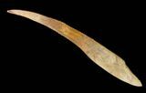 Fossil Shark (Asteracanthus) Dorsal Spine - Morocco #130365-1